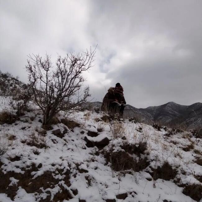 梅花香自苦寒来---太阳成杜鹃同学网课学习纪实