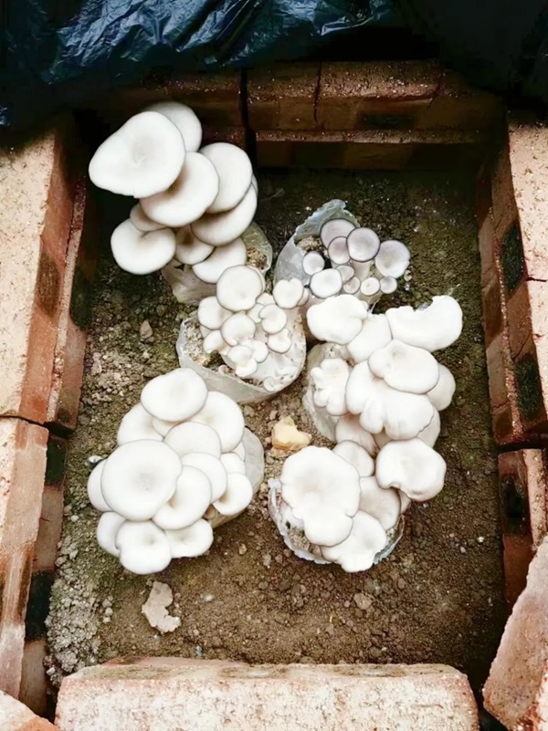 太阳成集团tyc33455cc||管理学院||以劳育人树新风 筑梦青春共成长