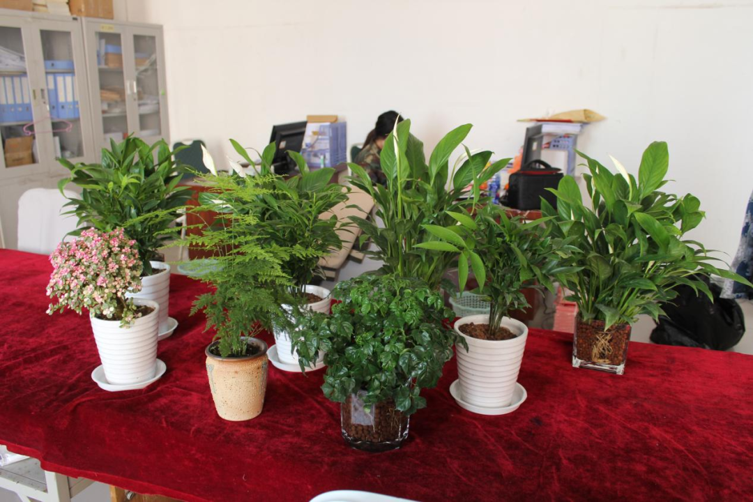 太阳成集团tyc33455cc|管理学院|手植绿茵 播洒希望